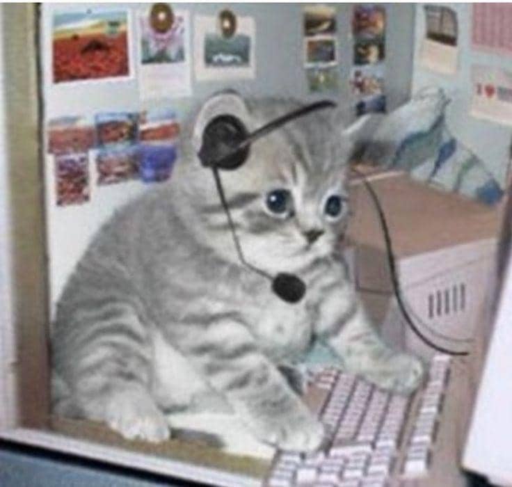meme kucing main game