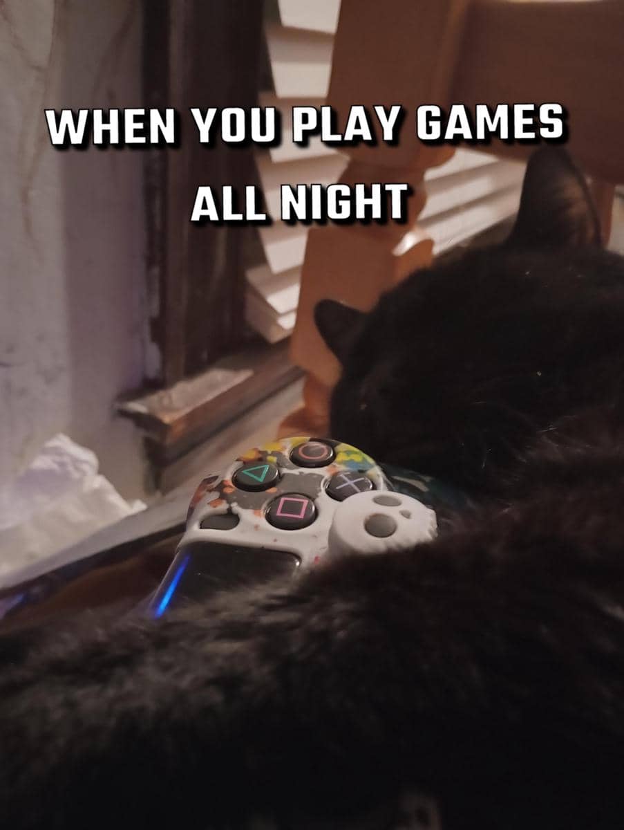 meme kucing main game