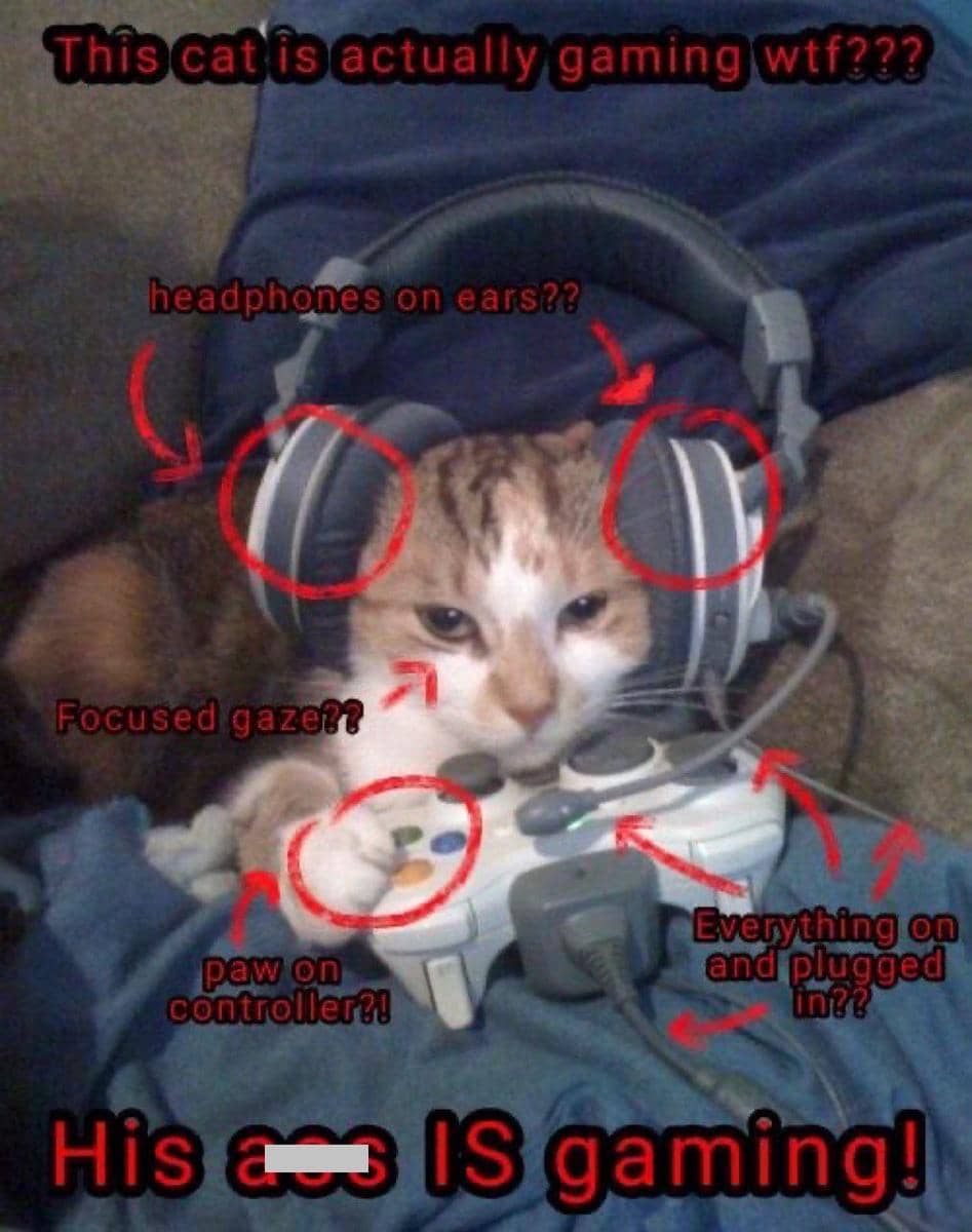 meme kucing main game