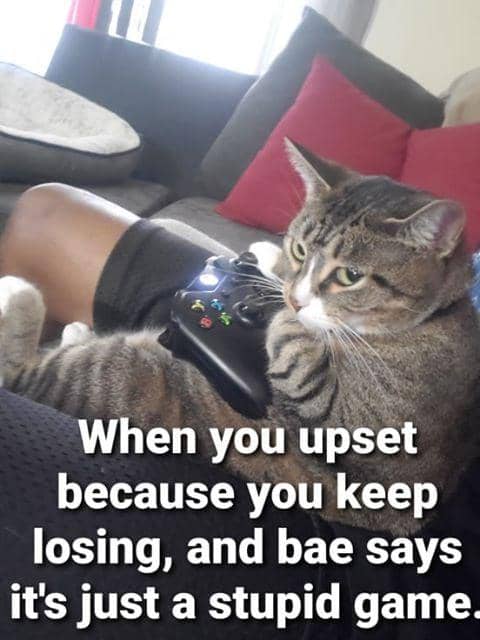 meme kucing main game