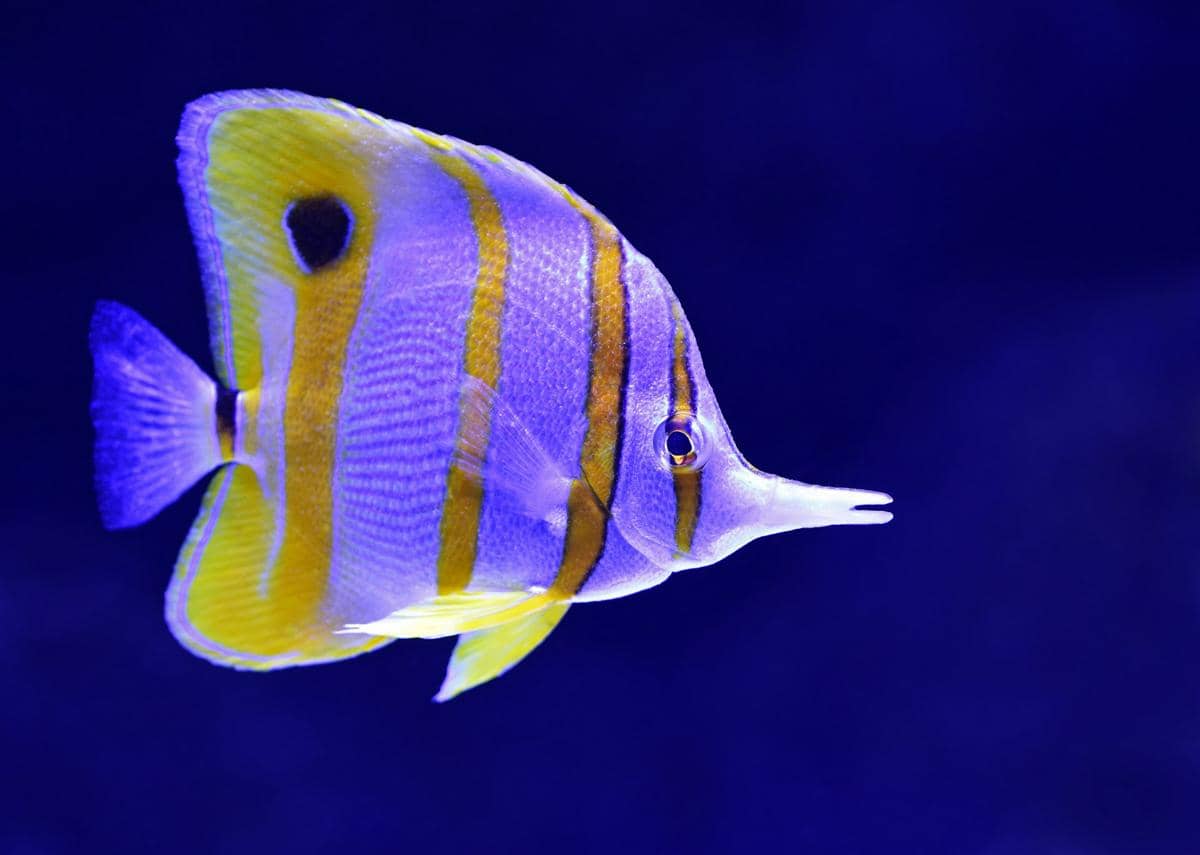 Copperband butterflyfish (Chelmon rostratus).