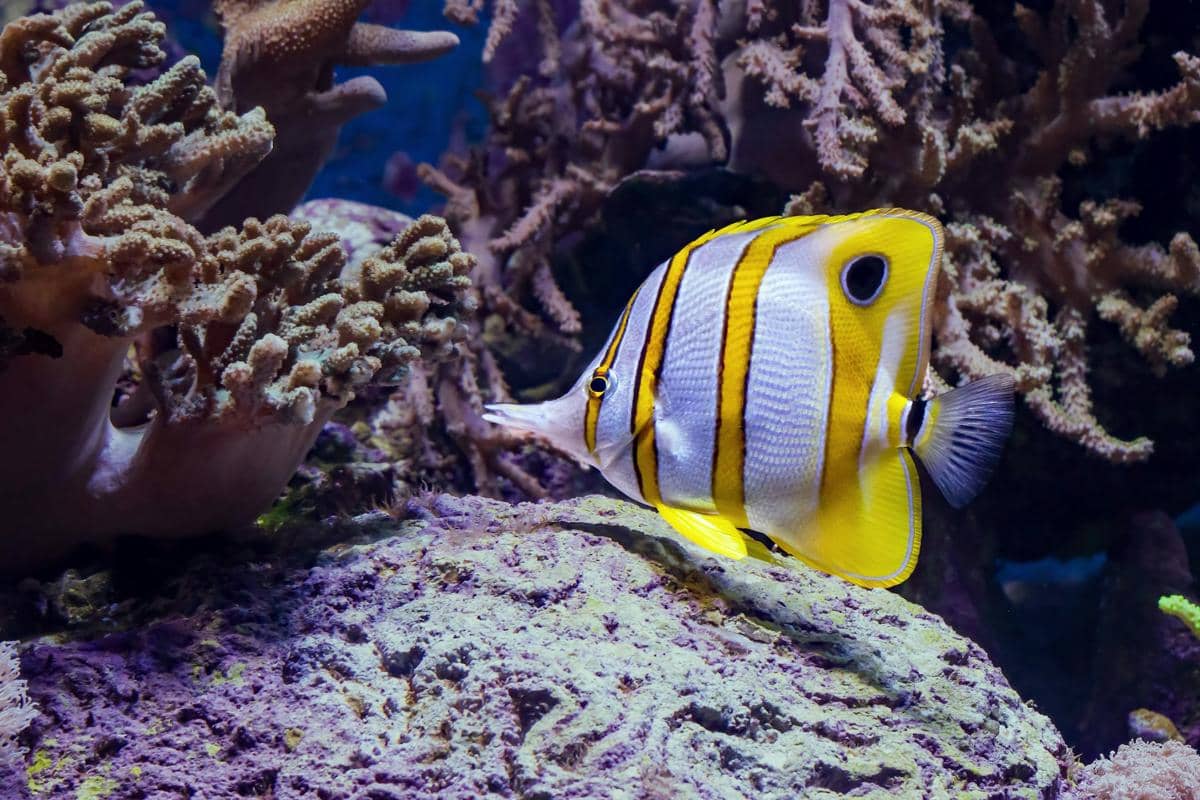 Copperband butterflyfish (Chelmon rostratus).