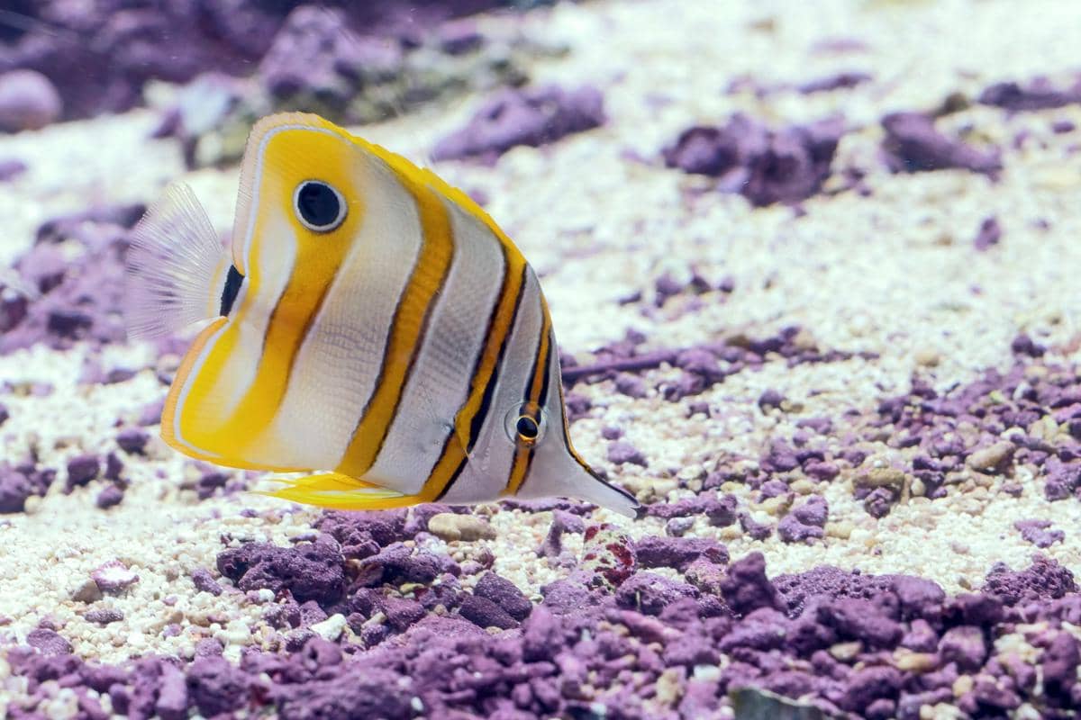 Copperband butterflyfish (Chelmon rostratus).