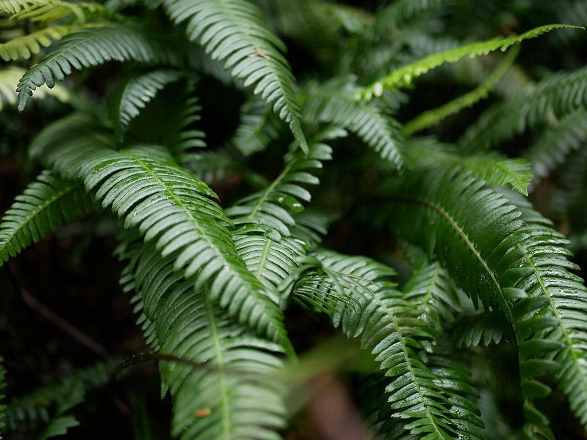 ilustrasi temperate forest