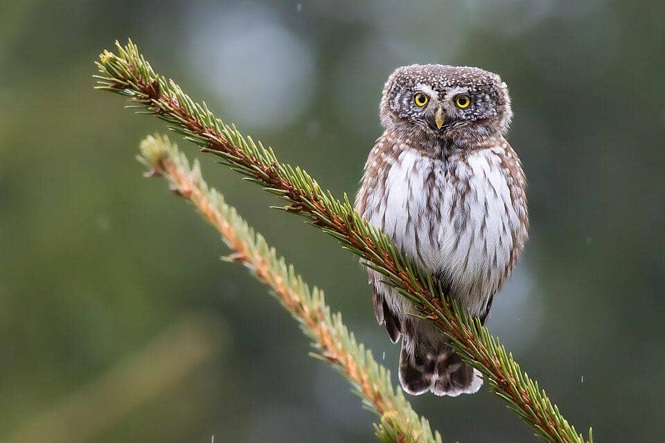 5 Fakta Menarik Eurasian Pygmy Owl, Burung Hantu Terkecil di Eropa