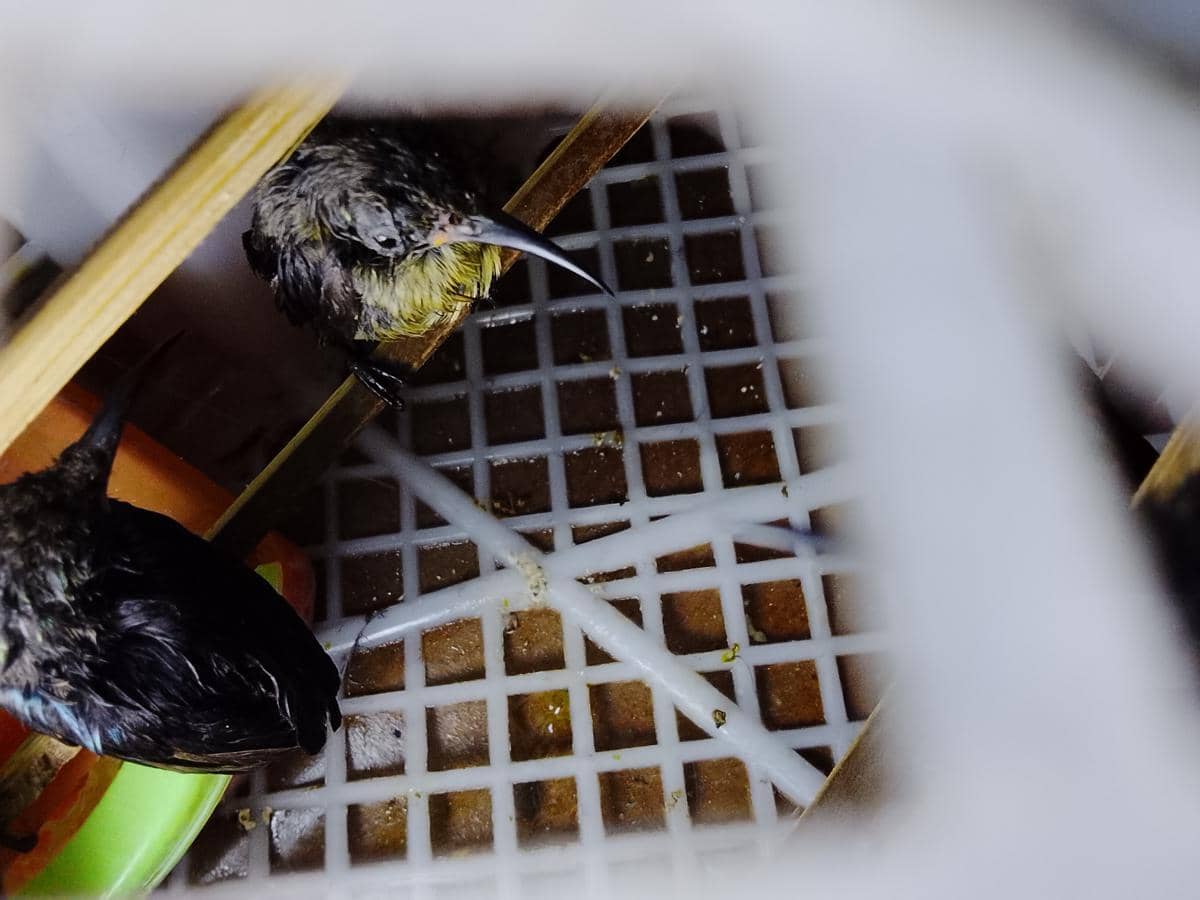 Tim gabungan berhasil menyita 1.689 ekor burung ilegal tanpa kelengkapan dokumen di Pelabuhan Bakauheni