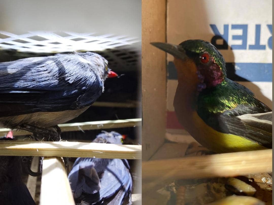 1.689 Burung Ilegal Disita di Pelabuhan Bakauheni, Ada yang Dilindungi