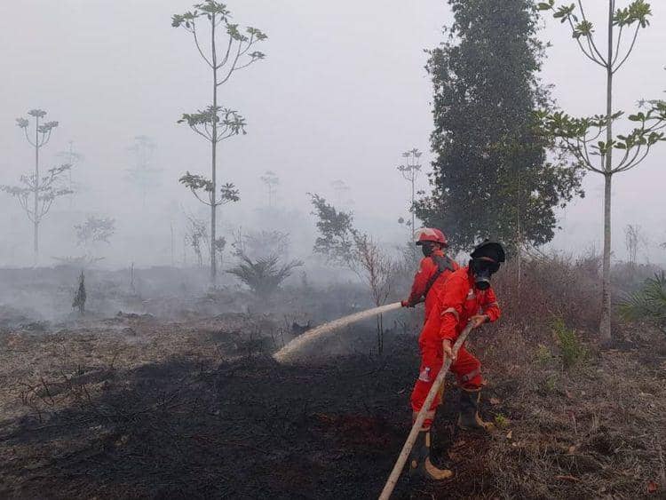 Kemenhut Perketat Pengawasan Karhutla, Hotspot Kalteng Capai 122 Titik