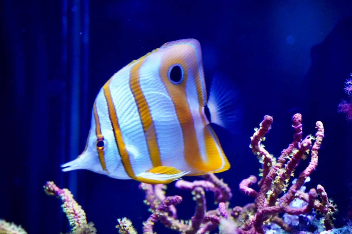 Copperband butterflyfish (Chelmon rostratus).