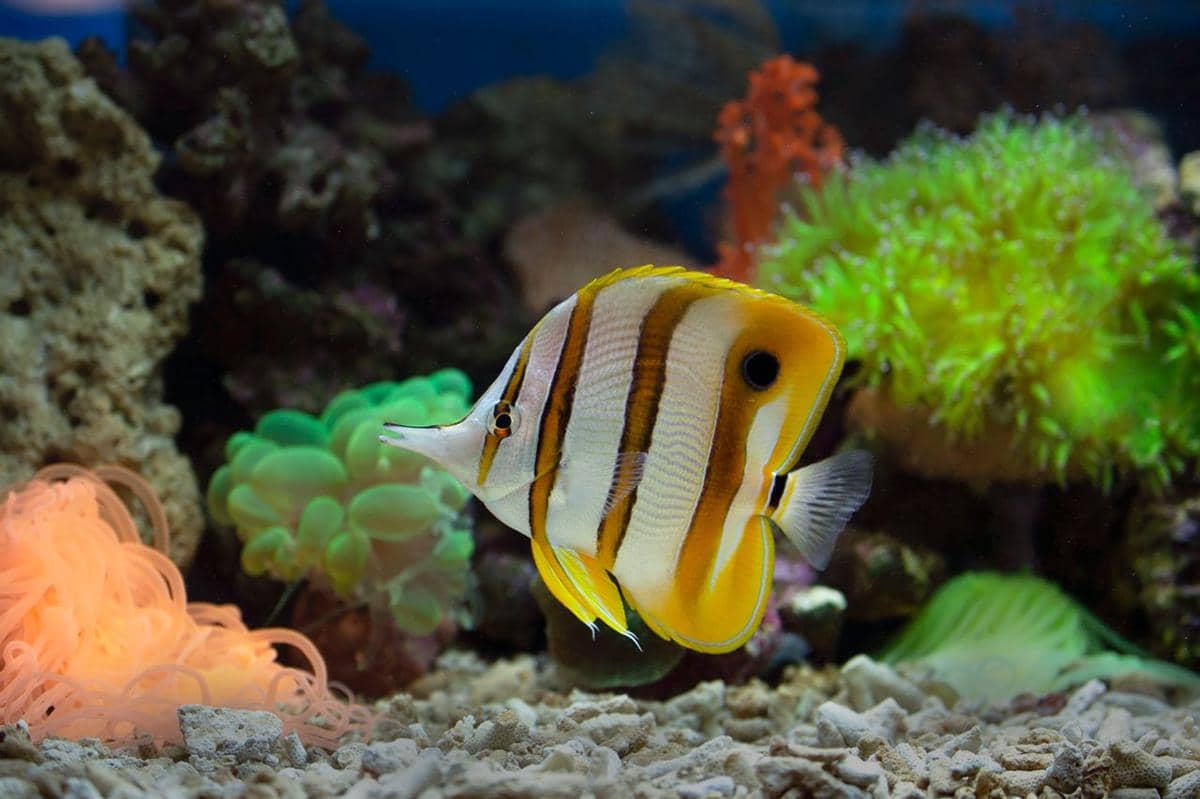 5 Fakta Copperband Butterflyfish, Spesies Ikan Laut Hias yang Unik!