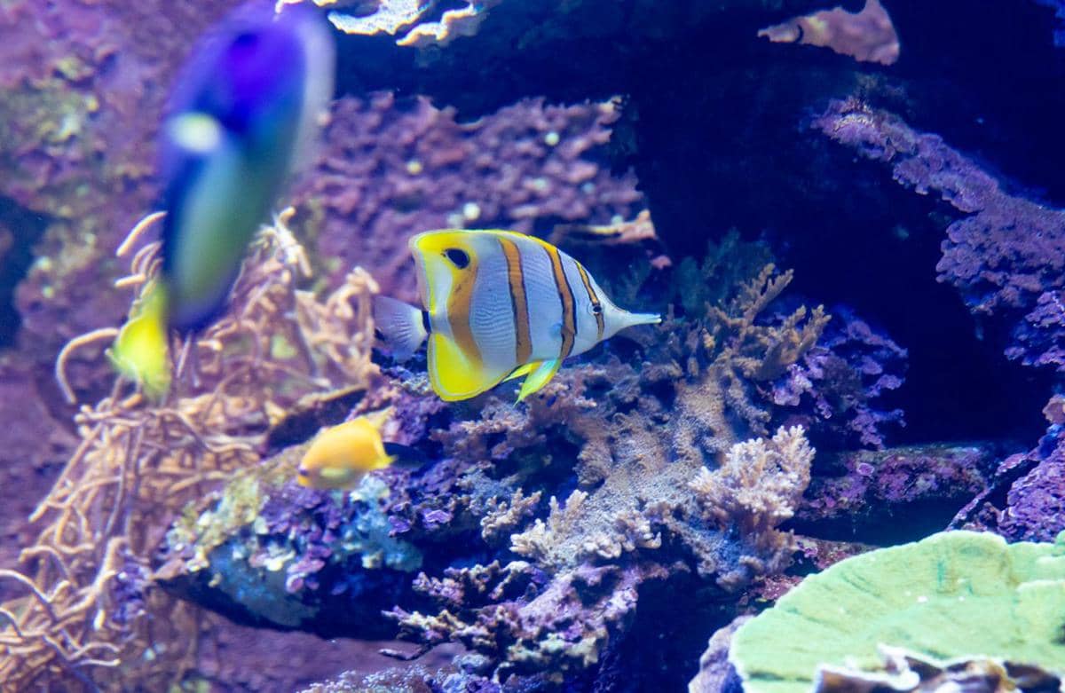 Copperband butterflyfish (Chelmon rostratus).