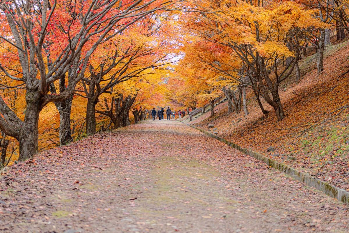 Pemandangan musim gugur di Jepang