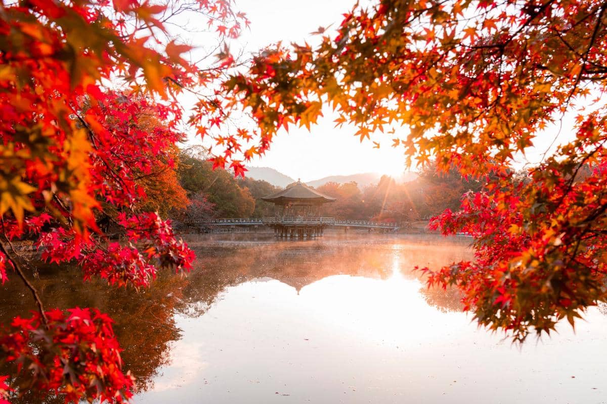 5 Fakta Momijigari, Tradisi Jepang Menikmati Perubahan Warna Daun