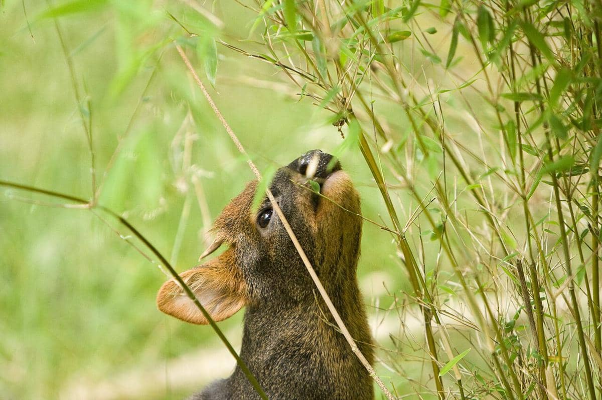 potret pudu