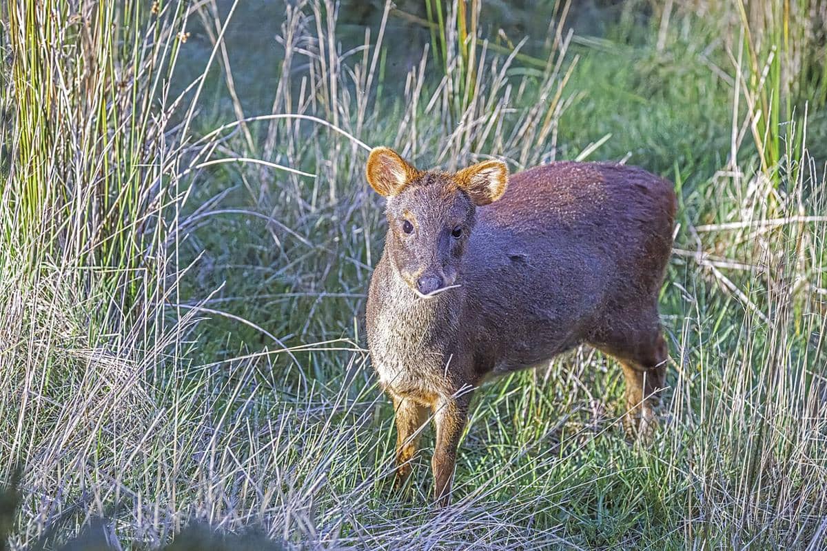 Ancaman Nyata Pudu, Rusa Terkecil Dunia yang di Ambang Kepunahan