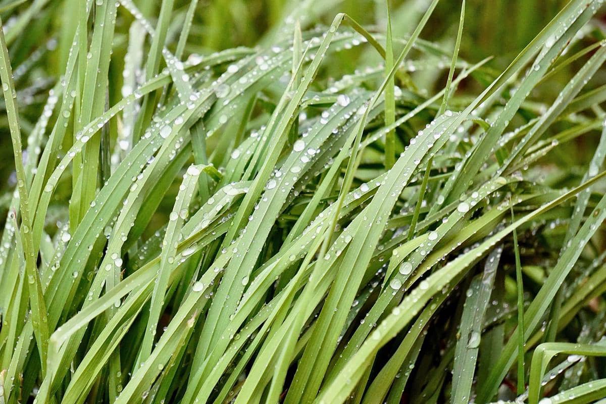 6 Tanaman Dapur Herbal yang Mudah Ditanam di Pot