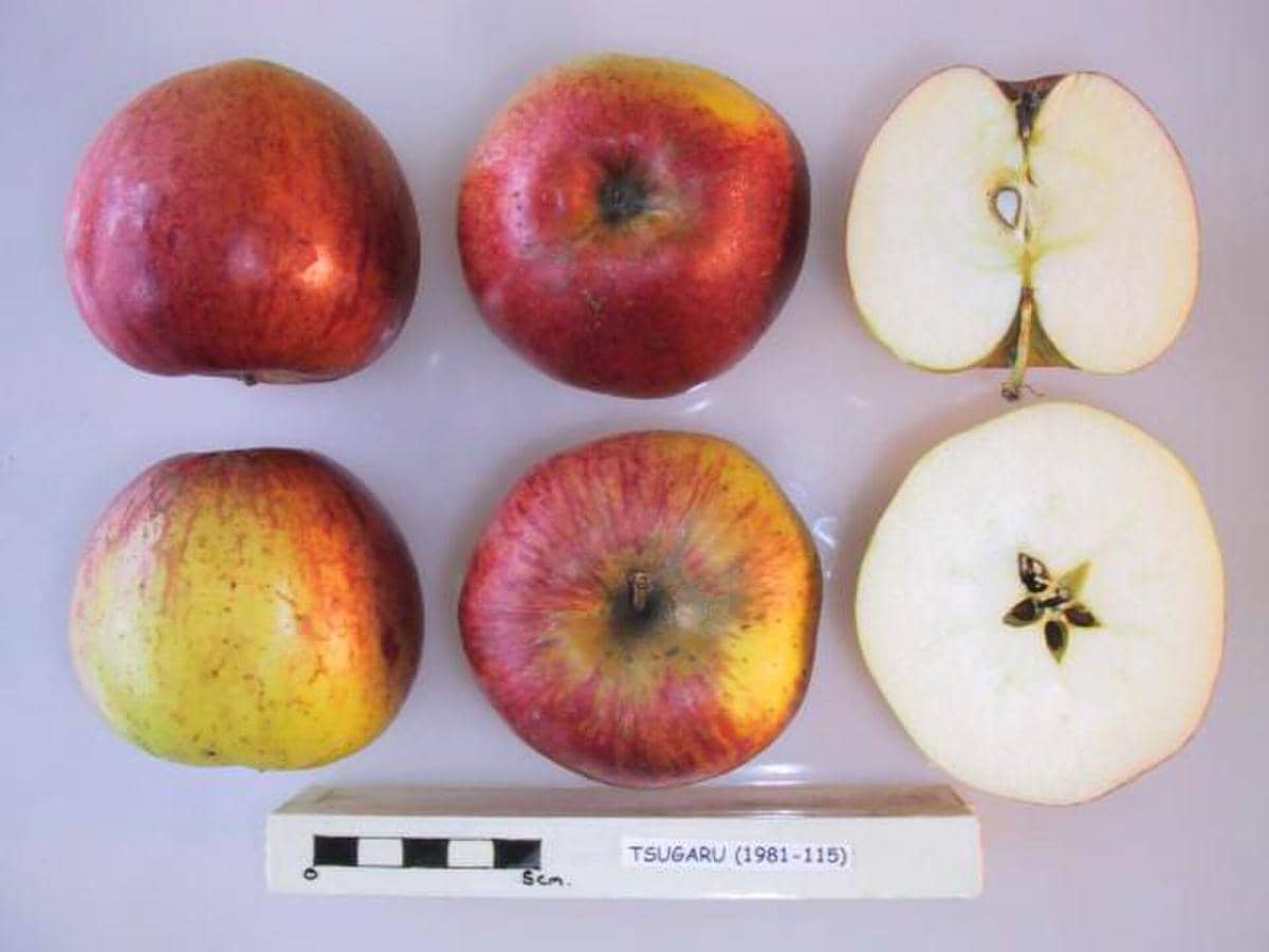 Ilustrasi apel Tsugaru dari National Fruit Collection, menampilkan buah apel varietas Tsugaru secara utuh.