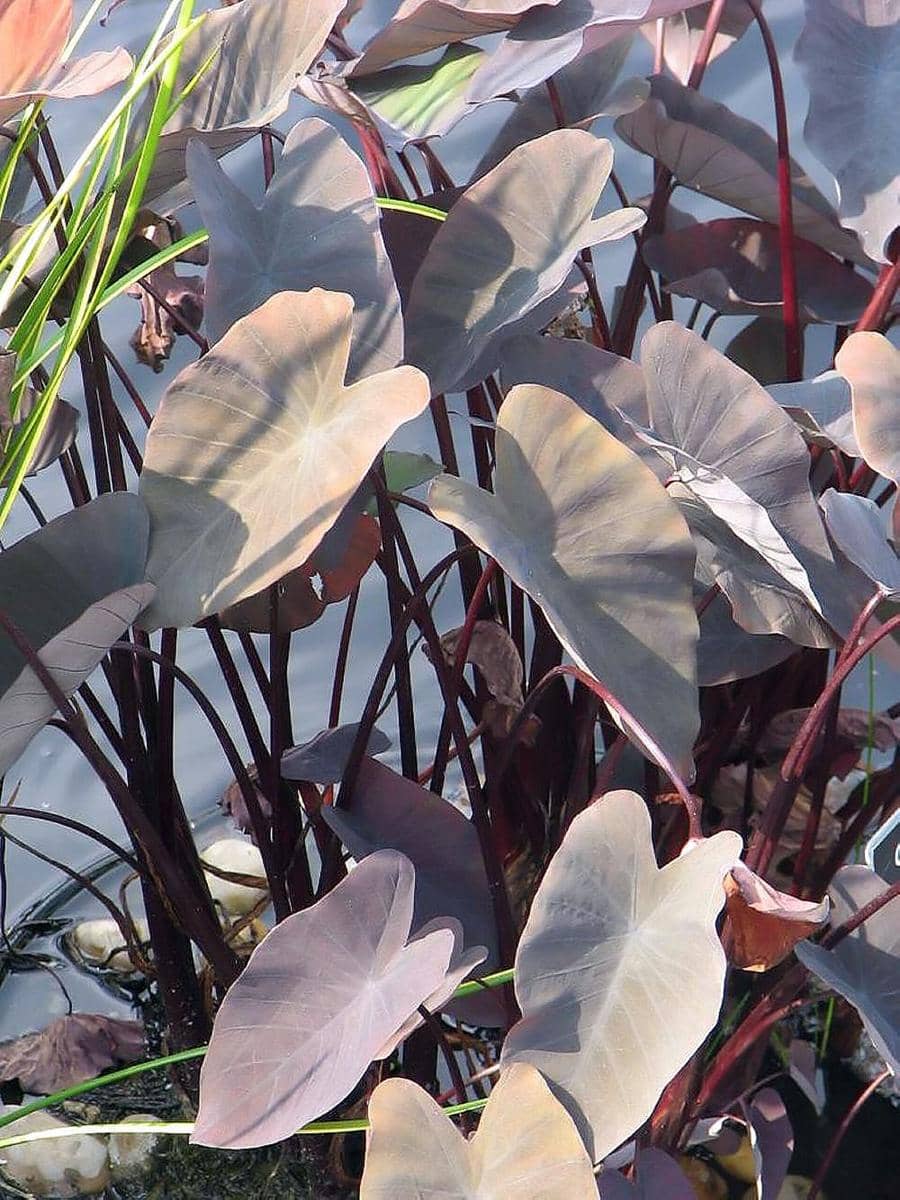 ilustrasi Colocasia Black Magic