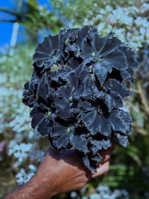ilustrasi Begonia Black Mamba