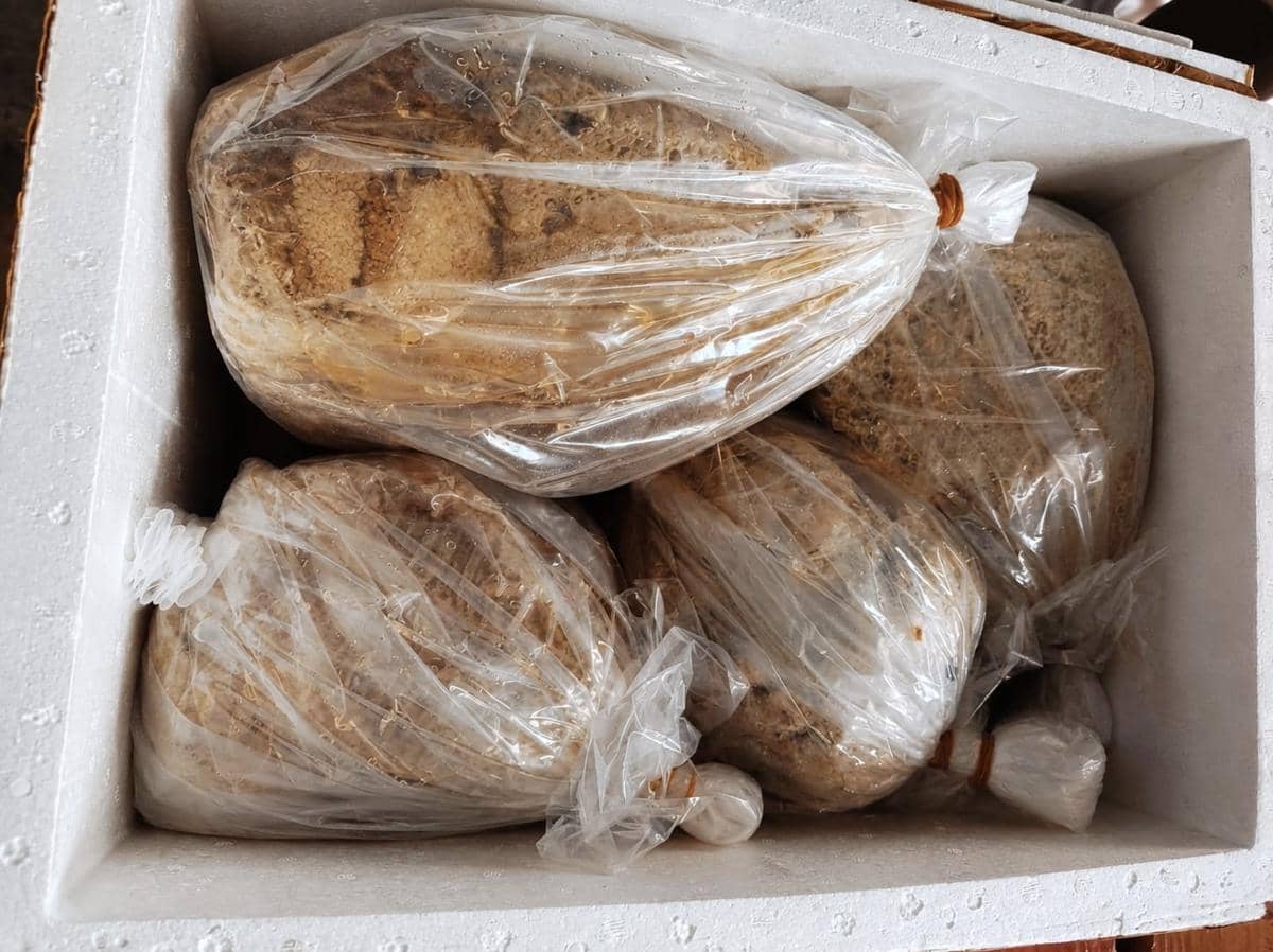 Madu Muara Enim ke pasar Singapura (Dok. Balai Karantina untuk IDN Times)