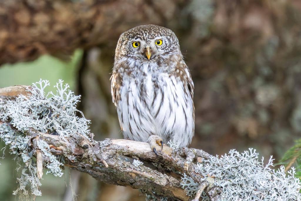 Burung Glaucidium passerinum