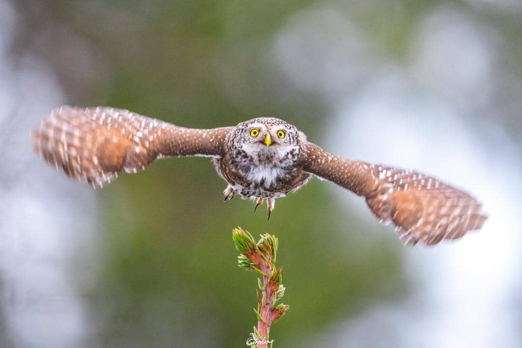 Burung Glaucidium passerinum