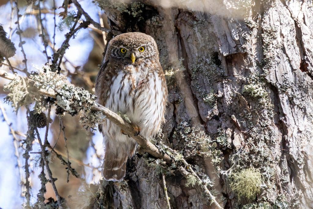 Burung Glaucidium passerinum