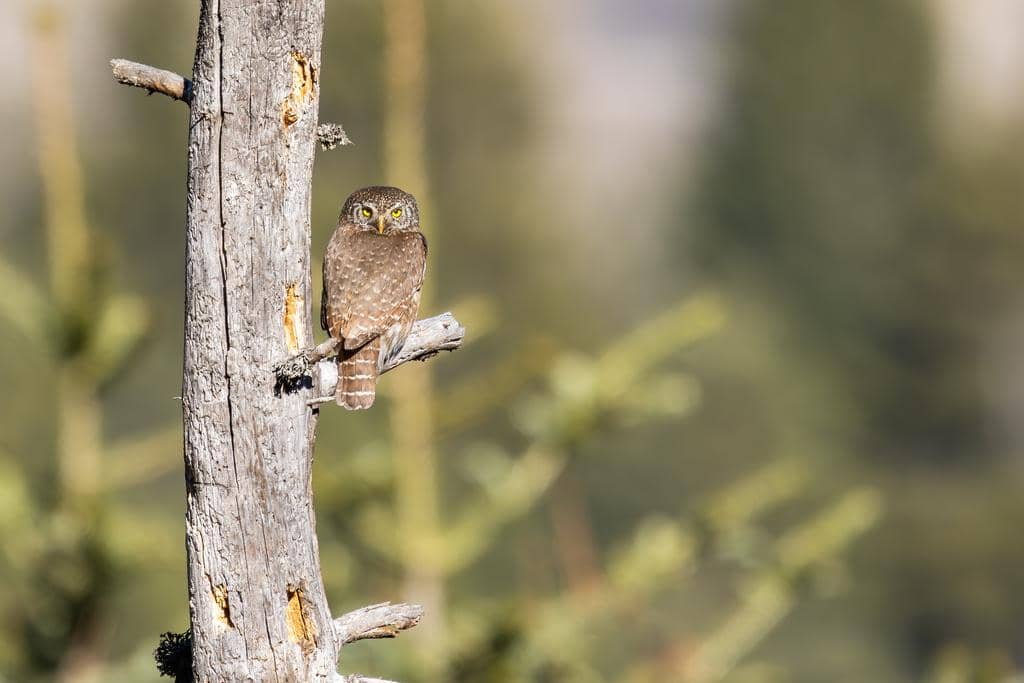 Burung Glaucidium passerinum