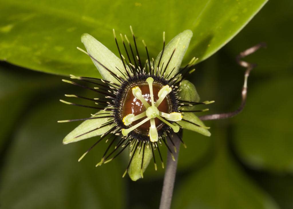 5 Fakta Menarik Passiflora Xiikzodz, Bunga Unik Bermahkota Gelap