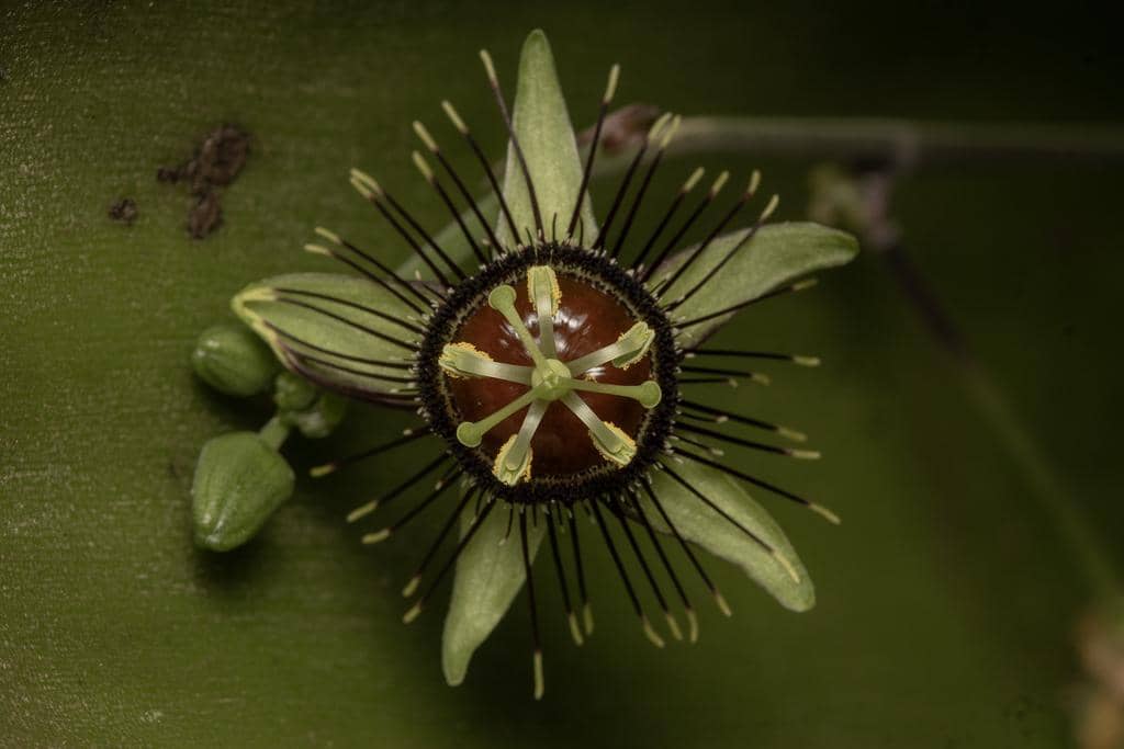 Bunga Passiflora xiikzodz