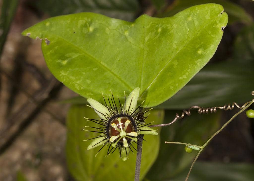 Bunga Passiflora xiikzodz