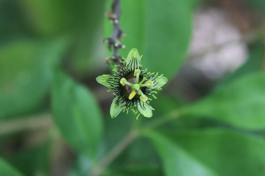 Bunga Passiflora xiikzodz