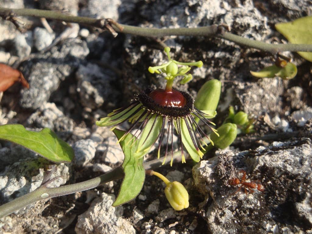 Bunga Passiflora xiikzodz