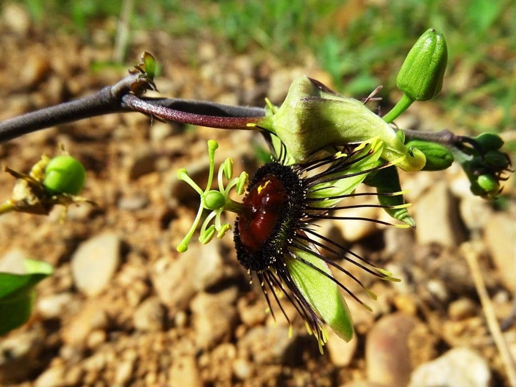 Bunga Passiflora xiikzodz