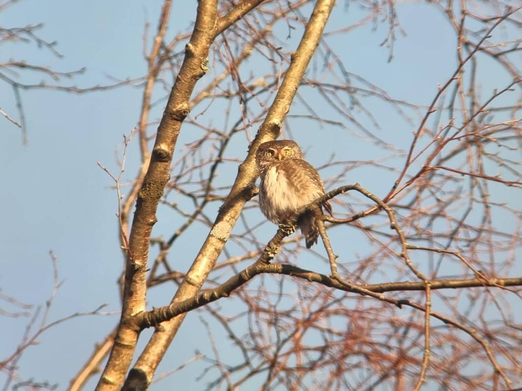 Burung Glaucidium passerinum