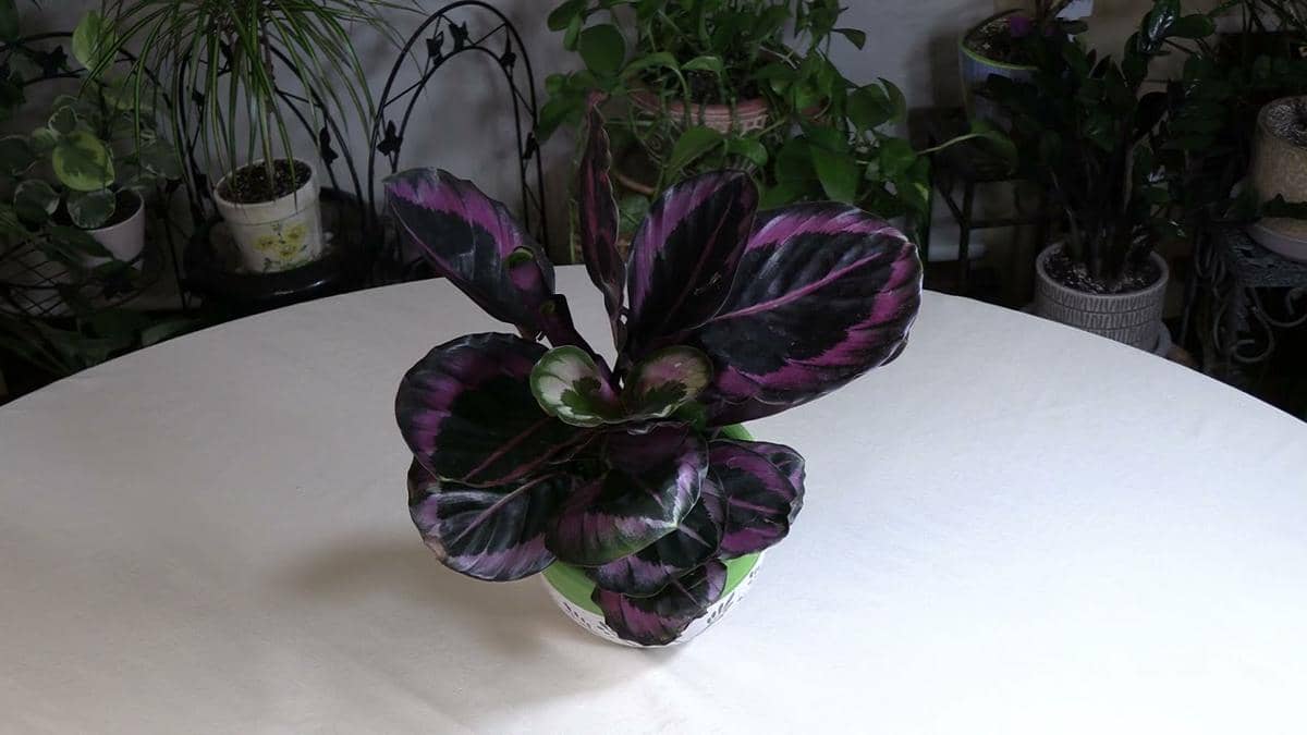 7 Tanaman Hias dengan Daun Gelap yang Eksotis dan Elegan