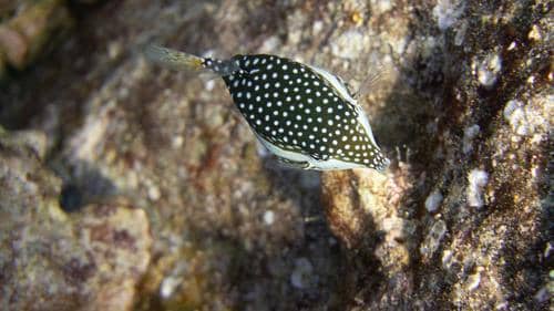 Whitley's boxfish (Ostracion whitleyi) betina.