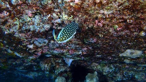 Whitley's boxfish (Ostracion whitleyi) betina.