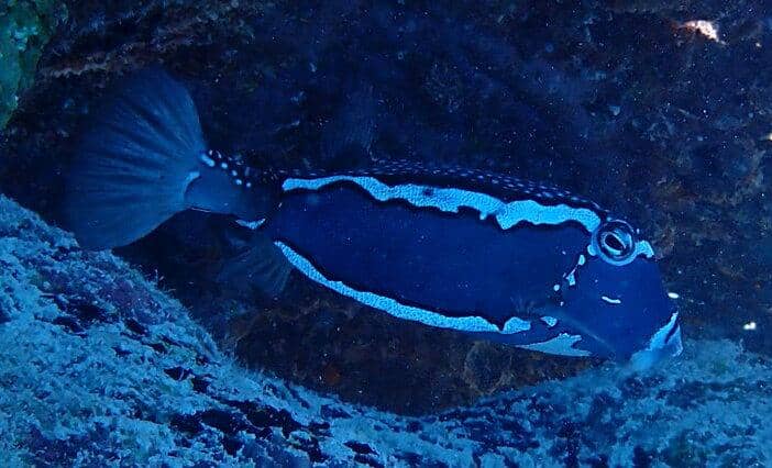 Whitley's boxfish (Ostracion whitleyi) jantan.