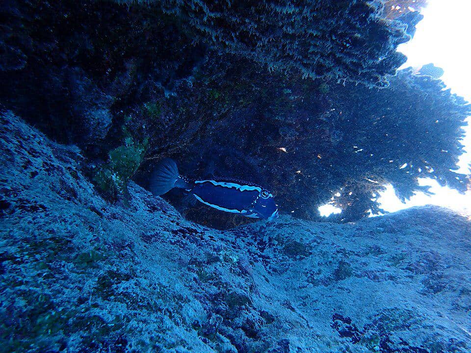Whitley's boxfish (Ostracion whitleyi) jantan.