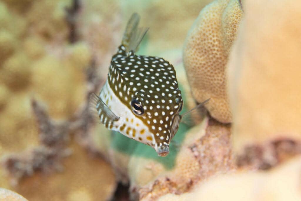 5 Fakta Whitleys Boxfish, Ikan Unik dari Perairan Samudra Pasifik