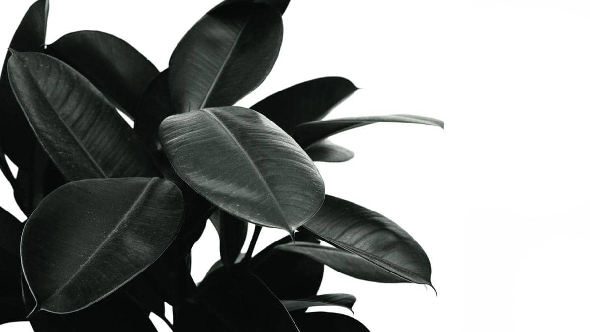 ilustrasi Rubber Plant Black Prince