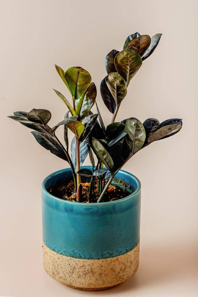ilustrasi Zamioculcas Zamiifolia Black Raven