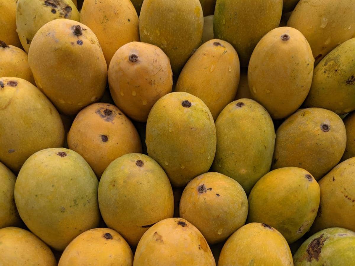 mangga
