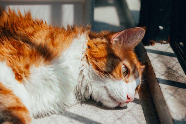 benarkah menabrak kucing bisa membawa sial