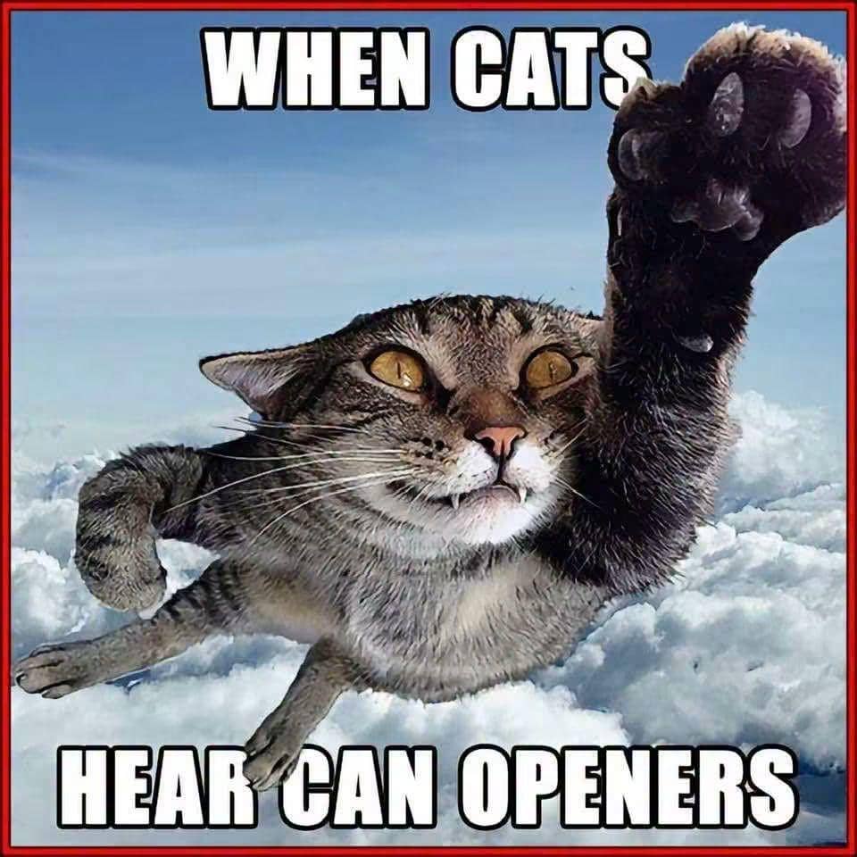 meme kucing tentang pembuka kaleng