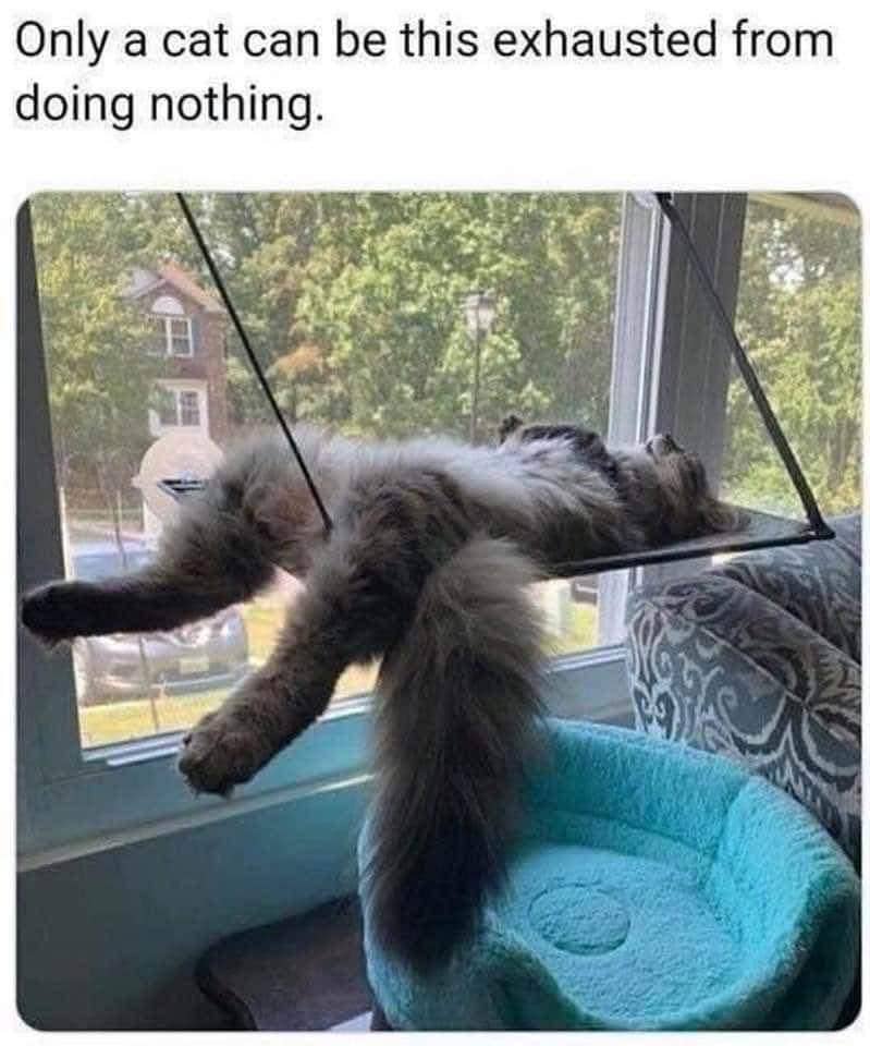 meme kucing gak ngapa-ngapain