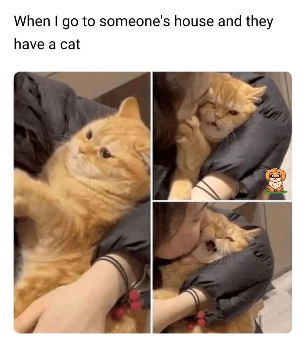meme mencium kucing