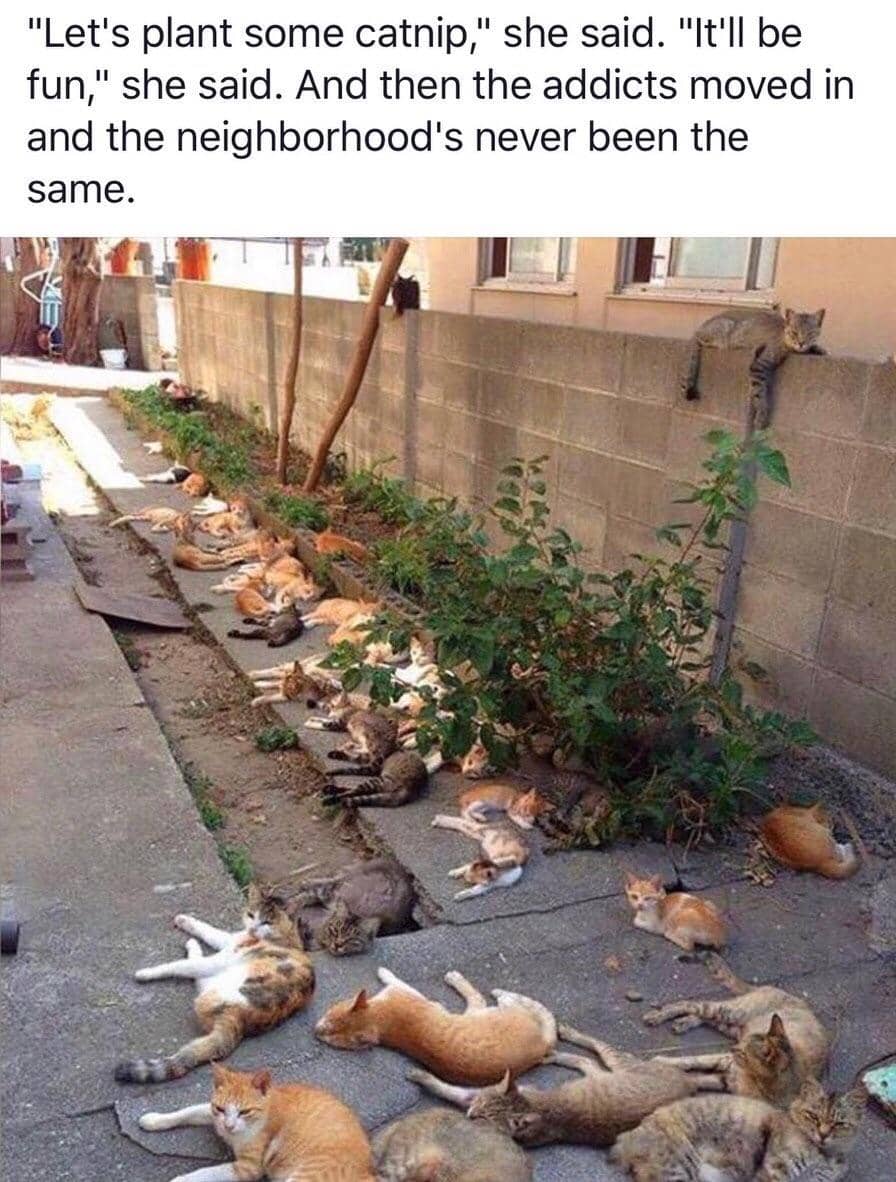 meme kucing tentang kecanduan