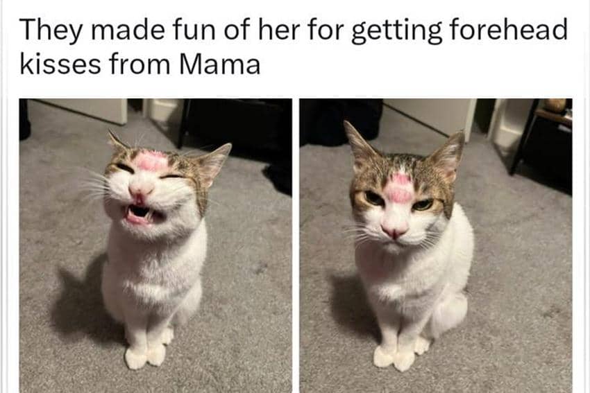 8 Meme Mencium Kucing, Bekas Lipstik Ada di Mana-Mana, tuh!